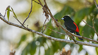 Scarlet rumped tanager, pertty common and very obvious (Greenleaf, near Drakes Bay, Osa Peninsula)